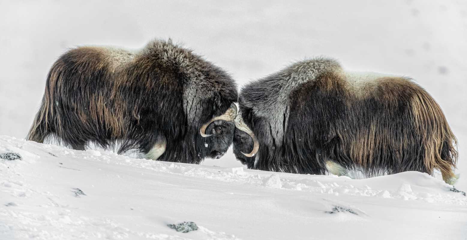 Arctic Islands With Stunning Wildlife