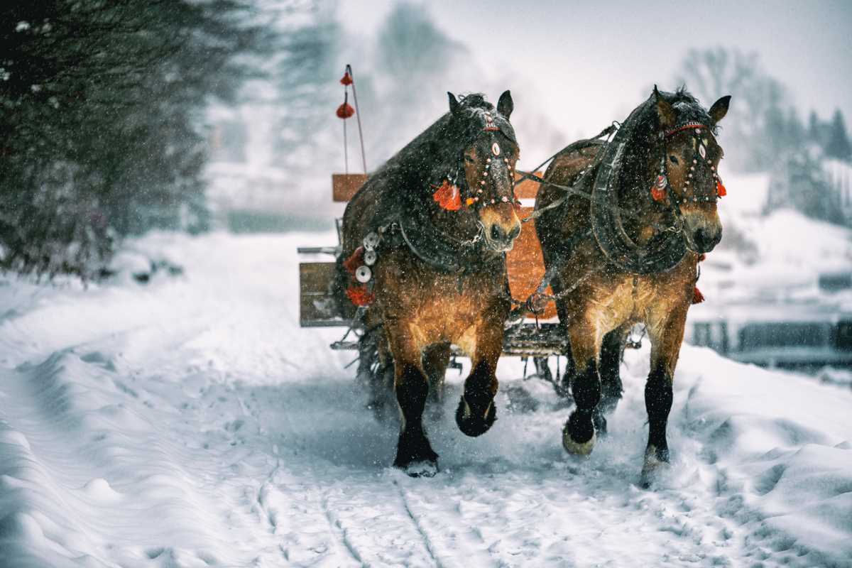 Sleigh Rides Through Scenic Alpine Valleys